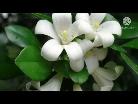 Видео: Император гули Мурайя Чингизхонни Севимли гули хакида киска маълумот