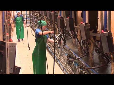 Видео: Животноводство Нижегородской области и его цифровизация (2020 год)