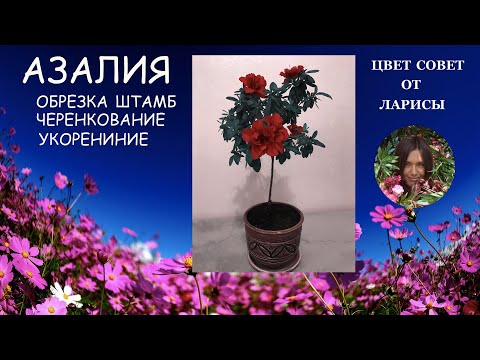 Видео: АЗАЛИЯ ОБРЕЗКА. ШТАМБ. УКОРЕНЕНИЕ ЧЕРЕНКОВ / AZALEA PRUNING. BOLE. ROOTING OF CUTTINGS