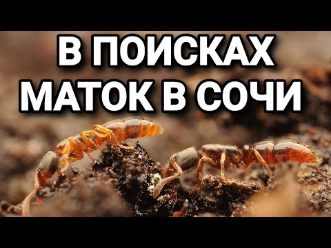 Видео: В поисках маток в Сочи 2022. #МуравьиЯрославль