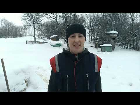 Видео: Принимаем отёл у коровы.Первое доение и кормления телят, малышей теперь двое.