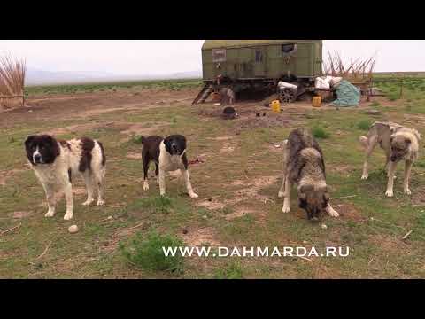 Видео: Саги дахмарда, которые не дали нам выйти из машины