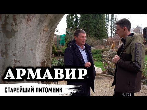 Видео: Первые голубые ели на юге // Назад в историю