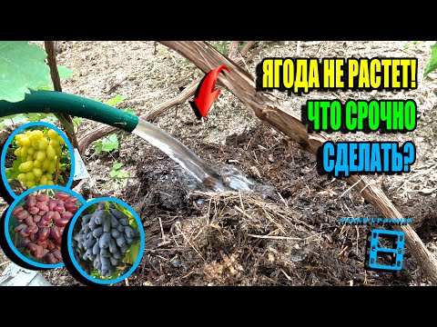 Видео: ЛУЧШАЯ ПОДКОРМКА ВИНОГРАДА ПОСЛЕ ЦВЕТЕНИЯ, ИНАЧЕ ЯГОДА ОСТАНОВИТ РОСТ. СЕВЕРНЫЙ ВИНОГРАДНИК 25-23