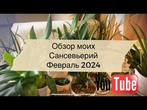 Видео: Обзор сансевьерий февраль 2024