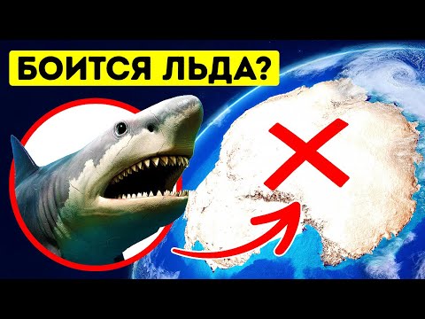 Видео: Мегалодон когда-то правил океанами, но только не возле Антарктиды