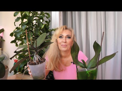 Видео: Нарастить орхидеям ОТЛИЧНЫЕ КОРНИ С нуля.