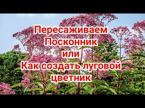 Видео: Пересаживаем Посконник или Как создать луговой цветник