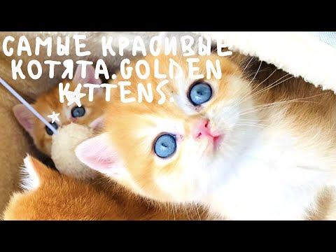 Видео: 😻САМЫЕ КРАСИВЫЕ КОШКИ🤩ЗОЛОТАЯ ШИНШИЛЛА🙀БРИТАНЦЫ😎GOLDEN KITTENS🤩