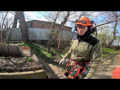Видео: Спил Сложного дерева Акация Ростовская область г Ростов на дону Альпинист Арборист