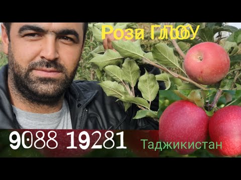 Видео: Себи Pinkled 1сол ба ҳосил дод