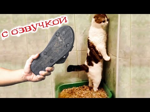 Видео: ПРИКОЛЫ С КОТАМИ! Смешные коты С ОЗВУЧКОЙ! УГАРНЫЕ Смешные Животные! ДО СЛЁЗ!