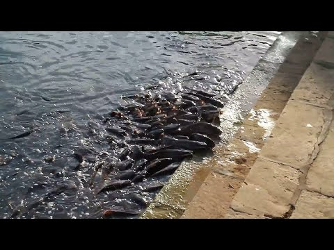 Видео: Удивительные моменты с РЫБАМИ! Большой выпуск.