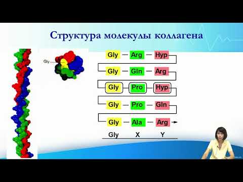 Видео: Лекция 10. Биохимия соединительной ткани
