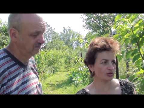 Видео: Черешня в Средней полосе. Сайт "Садовый мир"
