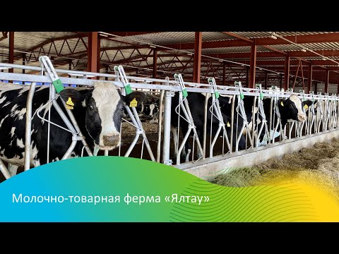 Видео: Молочно-товарная ферма "Ялтау". Этапы производства.