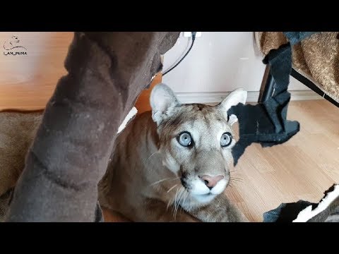 Видео: Сюрприз от пумы Месси. Современное искусство.