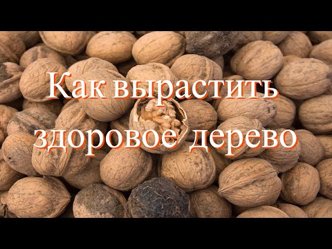 Видео: Грецкий Орех.Еще один вариант питания и подкормки деревьев Познавательное. Часть 2/№4