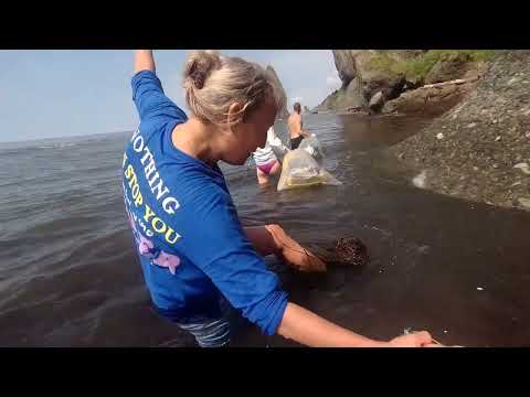 Видео: Пильво-Александровск-Сахалинский. День 1ый