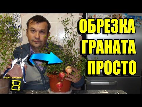 Видео: ОБРЕЗКА КОМНАТНОГО ГРАНАТА ОСЕНЬ - ВЕСНА. ЗАГОТОВКА ЧЕРЕНКОВ ГРАНАТА. ЭКЗОТИКА НА ПОДОКОННИКЕ