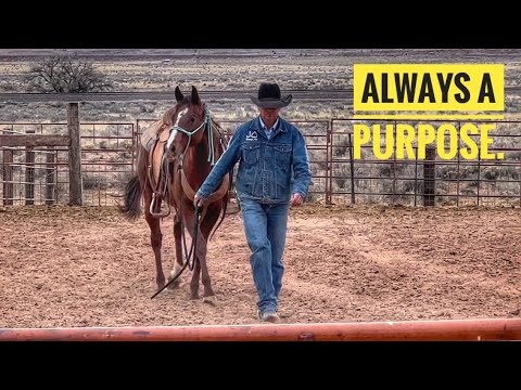 Видео: ПОЙМАЙТЕ ЛОШАДЬ В БОЛЬШОМ ЗАГОНЕ | КОБЫЛЫ | НОВЫЙ ТУР С ТРЕЙЛЕРОМ #logantrailer