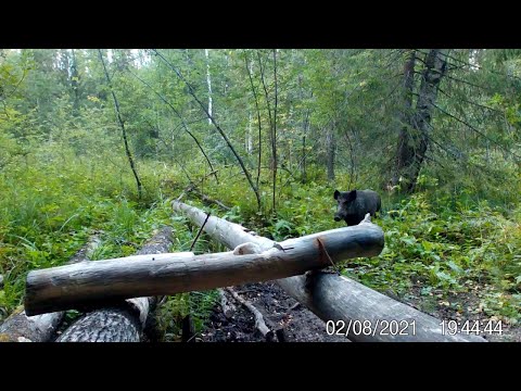 Видео: В мире животных. Реакция зверя на фото ловушку. Фото ловушка  Sifar