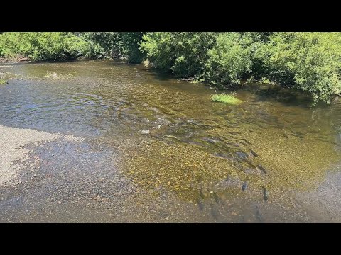 Видео: ТОННЫ ГОРБУШИ ПОДНИМАЮТСЯ НА НЕРЕСТ. ОСТРОВ САХАЛИН