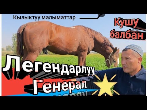 Видео: Легендарлуу генерал