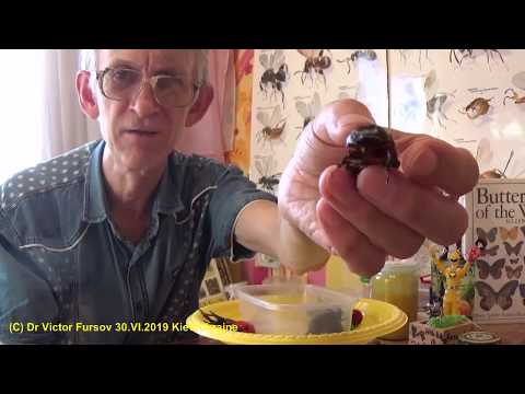 Видео: Сказочные Жуки-Носороги Oryctes nasicornis! Полезны? Вредны?