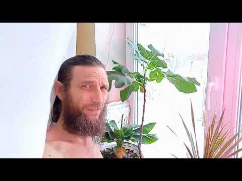 Видео: Банан 🍌, Инжир,Маракуя, Павловния Z 07 Выращивание в домашних условиях :-)