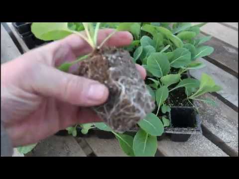 Видео: Ранняя капуста. Высадка в теплицу.