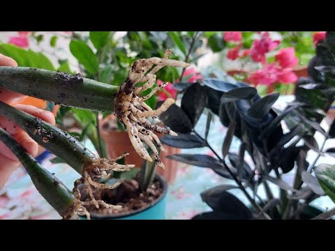 Видео: ШОШИЛИНГ! Замиокулькас гулнинг натижаси