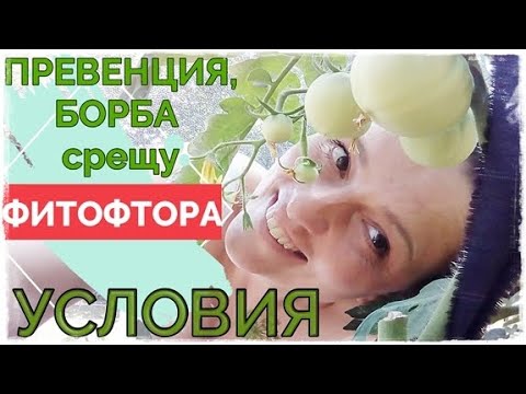 Видео: 1. Добри УСЛОВИЯ в градината срещу ФИТОФТОРА по доматите. Еко, био борба, превенция против мана.