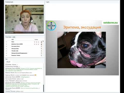 Видео: Ветеринарный врач-дерматолог Светлана Белова. Вебинар по теме:"Пиодерма: многоликая и изменчивая"