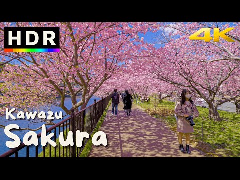 Видео: 4K HDR // Цветение сакуры в Японии 2022 — Кавадзу Сакура