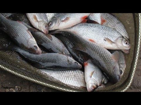 Видео: Как поймать плотву весной? Места обитания плотвы весной.