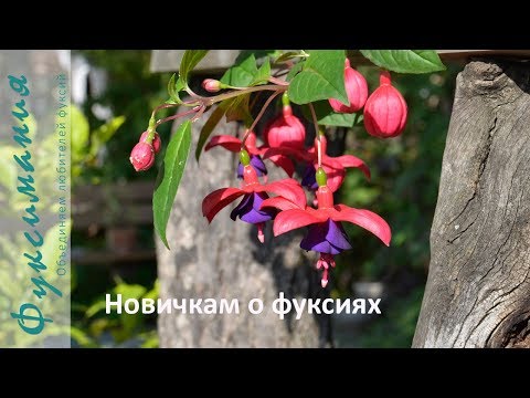 Видео: Новичкам о фуксиях