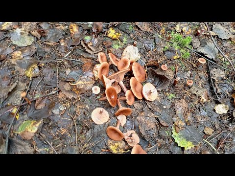 Видео: Горькушки  #russia #грибочки #тихая_охота #запасыназиму #грибы #грибоедов #загрибами 