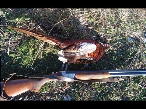 Видео: Охота на фазана в горах Кыргызстана