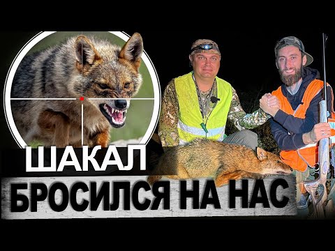 Видео: Охота на Шакала в научных целях