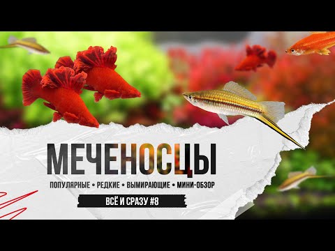 Видео: Меченосцы - популярные живородящие аквариумные рыбки
