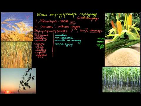 Видео: Дан өсүмдүктөр тукуму