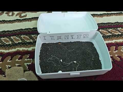 Видео: Канарейки- Важно знать начинающим. О подкладных муляжах яиц.