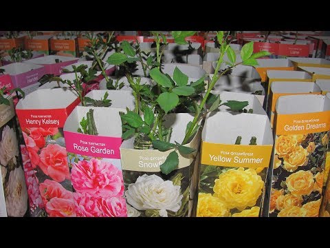 Видео: Роза из коробки - почему я зимой сажаю их в горшок