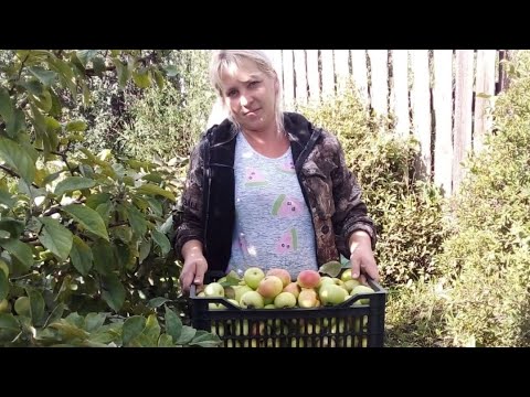 Видео: Сегодня моему каналу 3 месяца 🌹спасибо всем что вы рядом 🤗