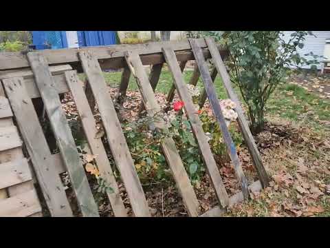 Видео: ПроДачу, про розы, укрытия!