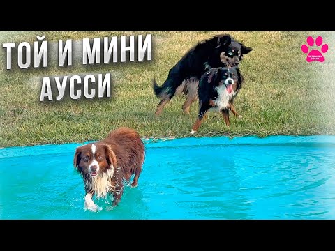 Видео: Все наши Аусси! Сколько их у нас? Считайте сами! Той-Аусси и Мини-Аусси.