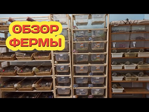 Видео: Обзор моей фермы.Начало положено//Нетипичная ферма