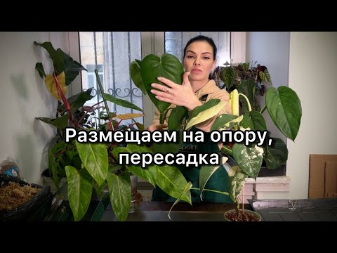 Видео: Делаем опору (тотем) , грунт и пересаживаем растения🌱