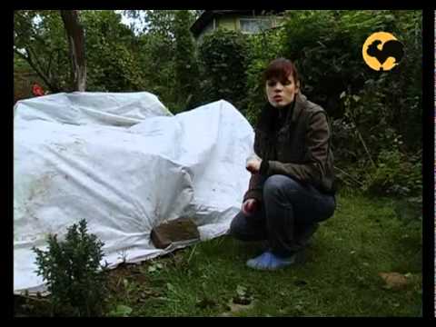 Видео: Розы в Саду серия 20. Подготовка к зиме 2ч.